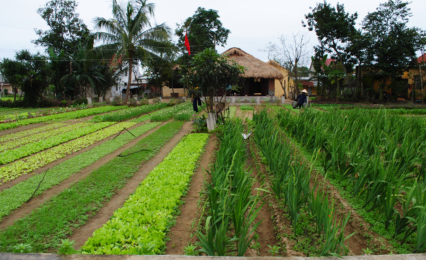 hoi-an-tra-que-village-1-3