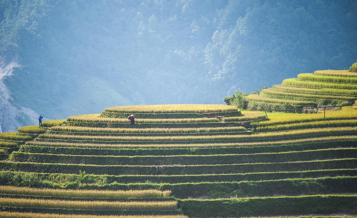 mu-cang-chai-mam-xoi-hill-1-3