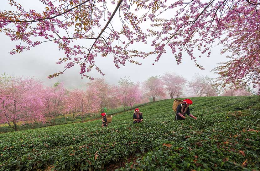 beauty-of-sapa-in-winter-8 cherry blossom in sapa