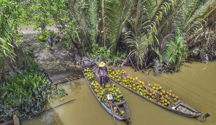 The Peaceful Ben Tre coconut in Mekong Delta