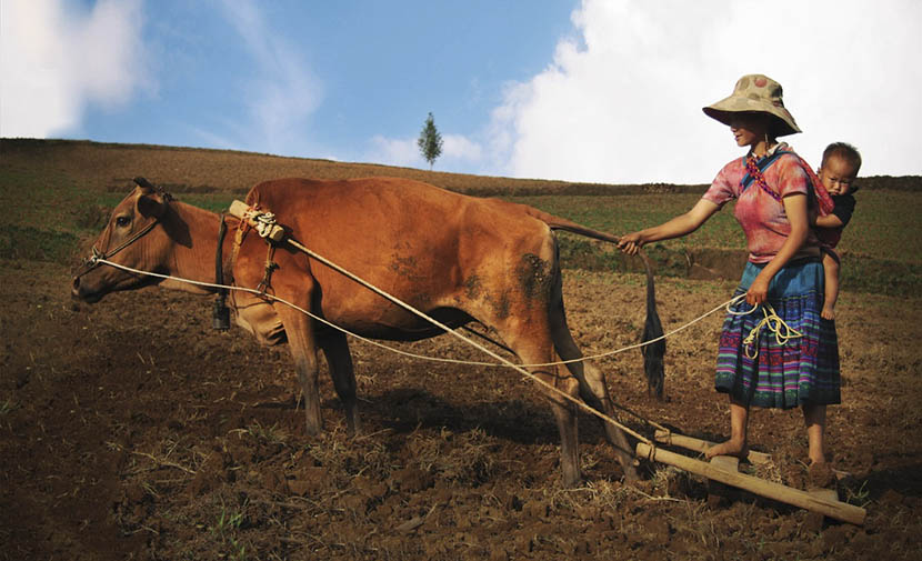 colorful-life-in-the-mountain-of-vietnam-2 woman working in the upland field in xi man