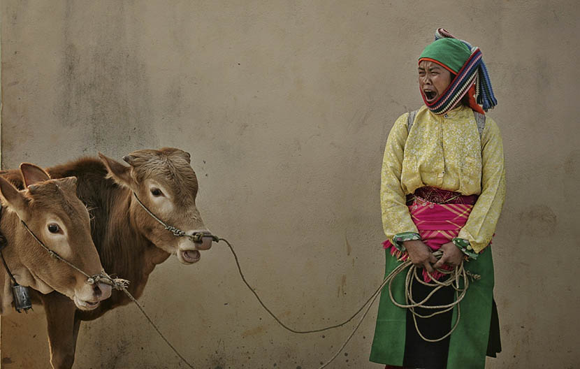 colorful-life-in-the-mountain-of-vietnam-3 early morning market, woman and cows