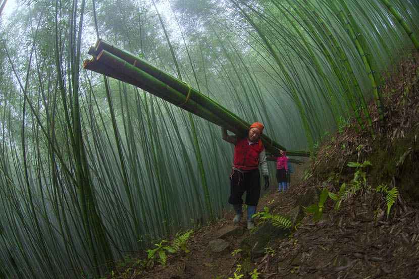 colorful-life-in-the-mountain-of-vietnam-5 working in the bamboo field in the northern vietnam