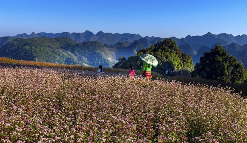 photo-2-the-natural-beauty-of-the-global-geoparks-in-vietnam_2021-11-17_41 The buckwheat flower field with rustic and peaceful beauty.