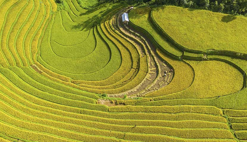 rice-field-terraced-in-mu-cang-chai